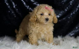 Maltipoo dogs for sale: Sugar Plum - Image 5