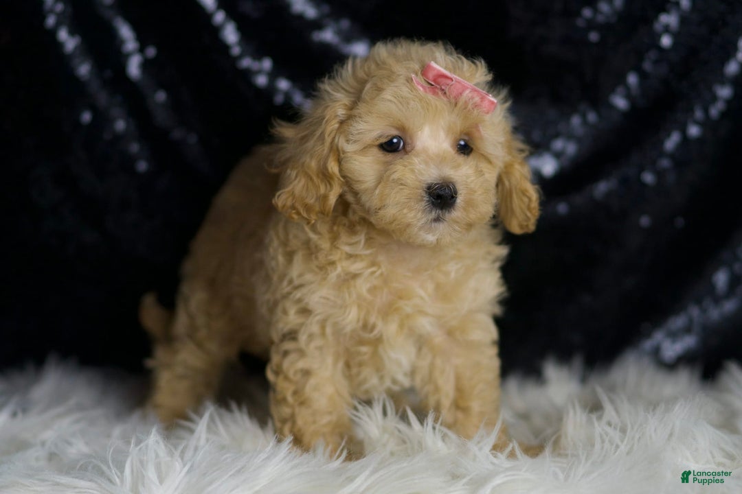 Maltipoo dogs for sale: Sugar Plum - Image 5