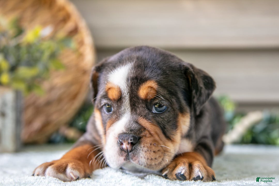 Beabull dogs for sale: Sable - Image 4