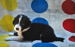 Border Collie dogs for sale: Donnie - Image 3