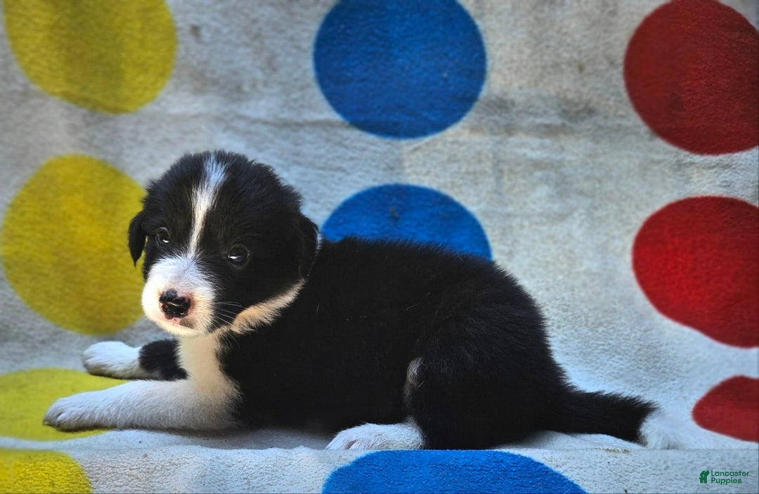 Border Collie dogs for sale: Donnie - Image 3