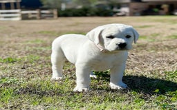 Labrador Retriever dogs for sale: Olivia - Image 1
