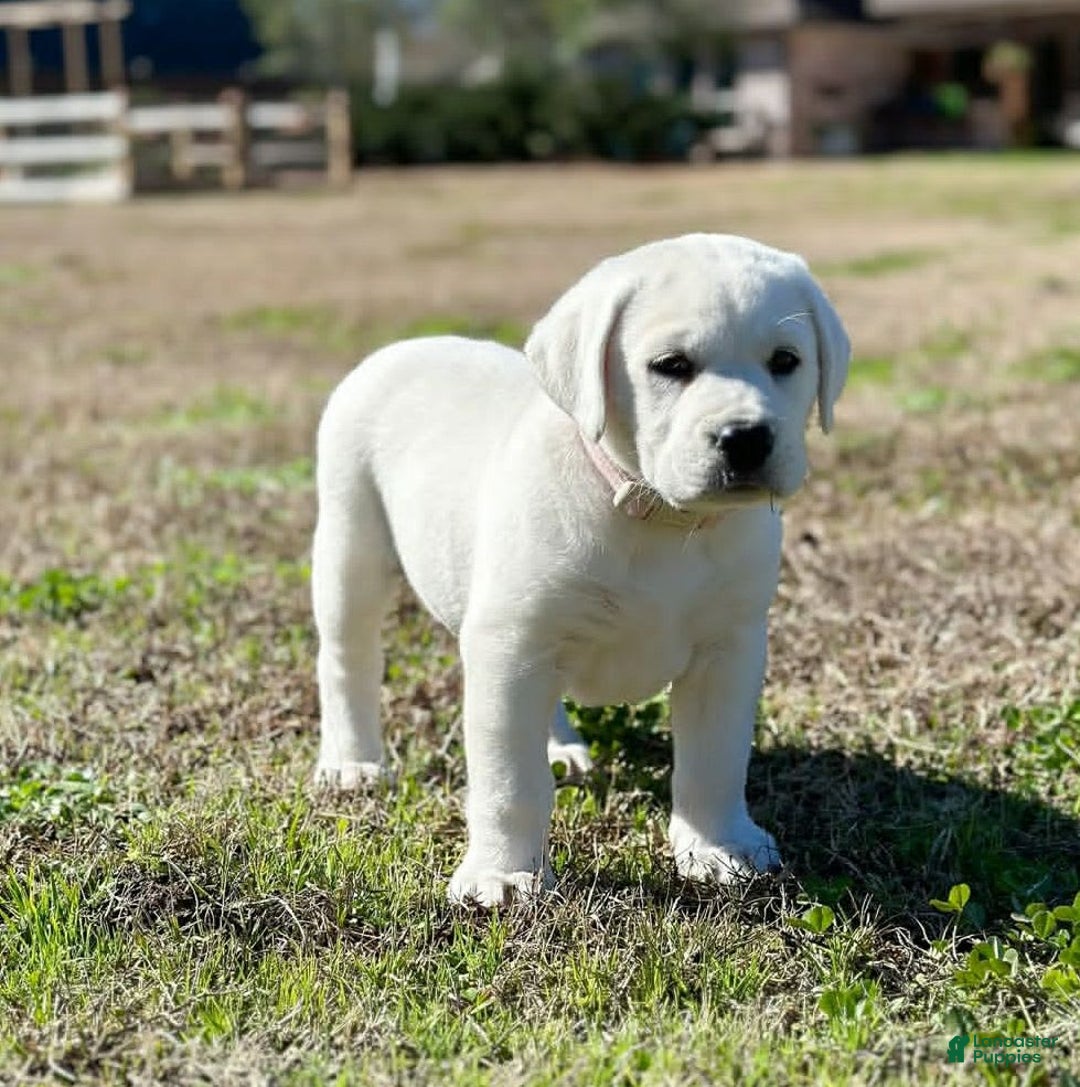 Labrador Retriever dogs for sale: Olivia - Image 1