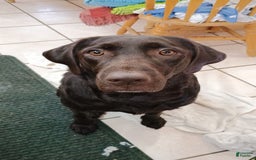 Labrador Retriever dogs for sale: Mocha - Listing for pets: Emma, Gunther, Chandler, Nubbin, Mocha - Image 2