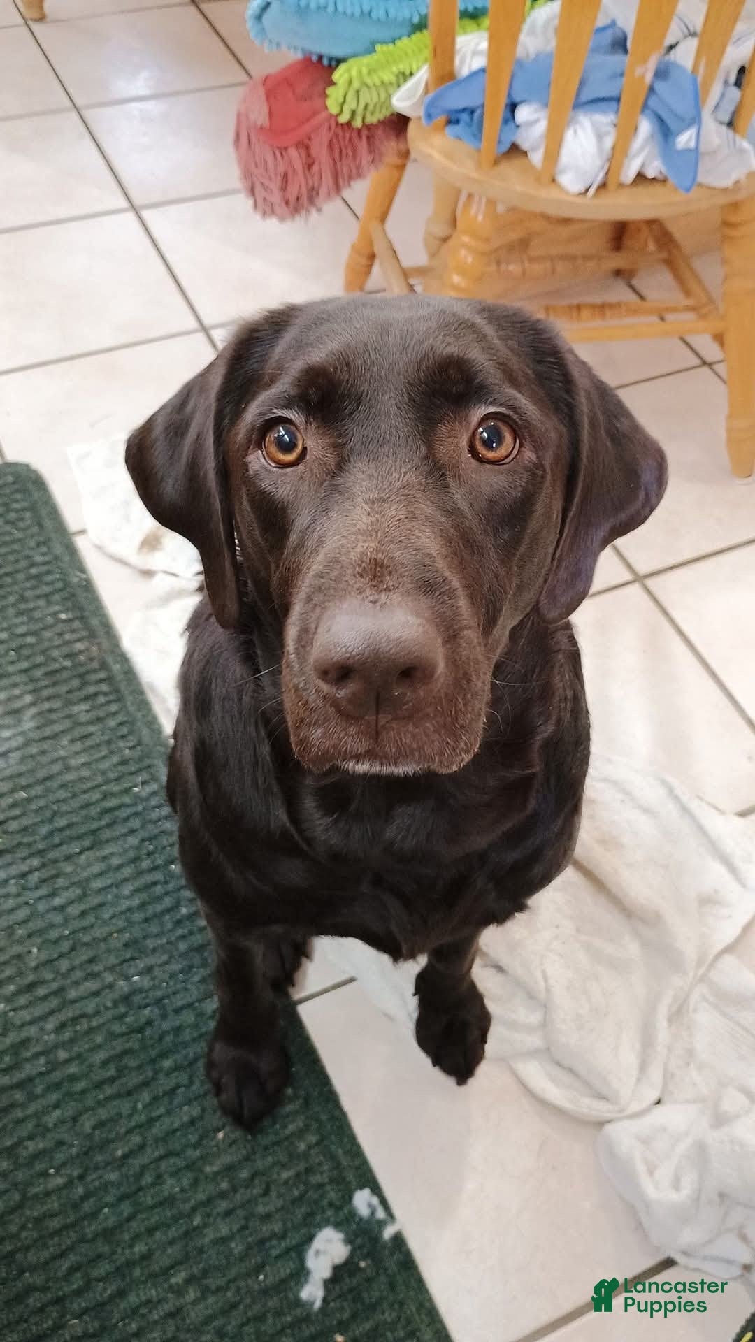 Labrador Retriever dogs for sale: Mocha - Listing for pets: Emma, Gunther, Chandler, Nubbin, Mocha - Image 2