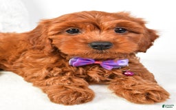 Cavapoo dogs for sale: Viola - Image 5