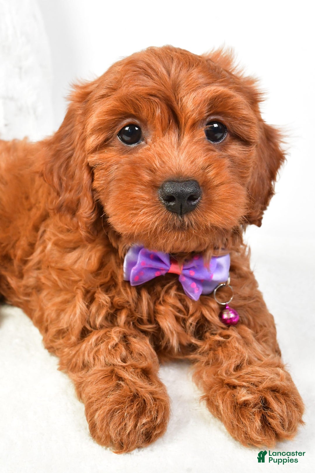 Cavapoo dogs for sale: Viola - Image 5