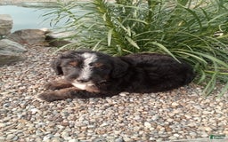 Bernedoodle dogs for sale: Archer - Image 2