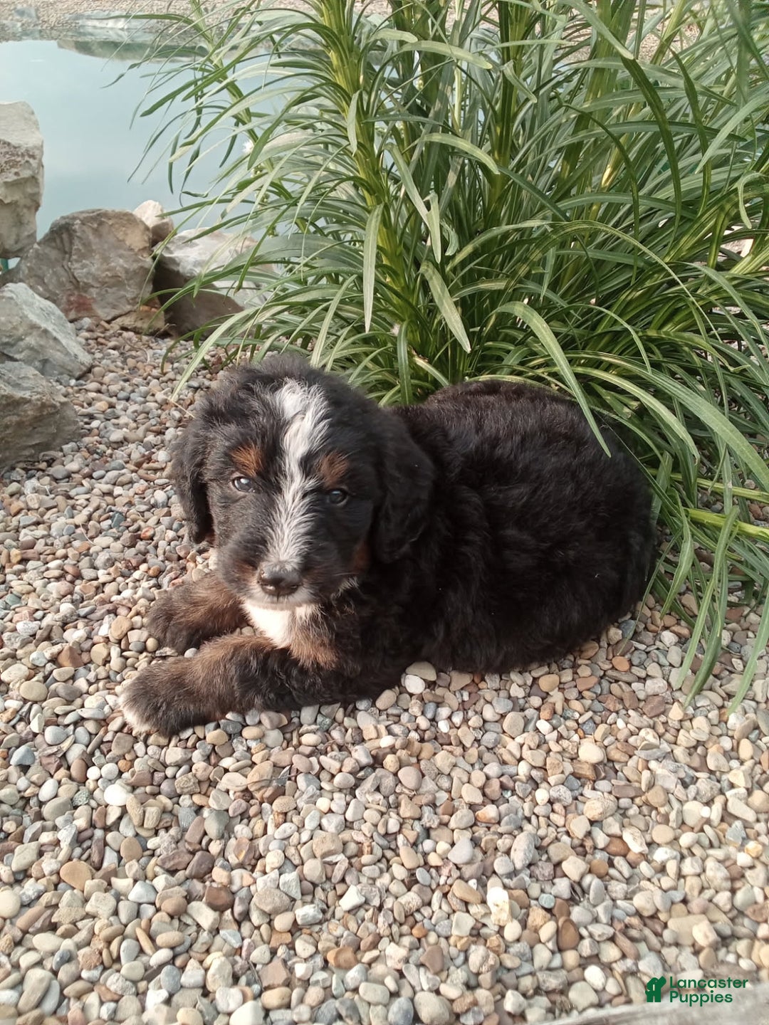 Bernedoodle dogs for sale: Archer - Image 2