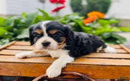 Cavalier King Charles Spaniel dogs for sale: Ray - Image 4