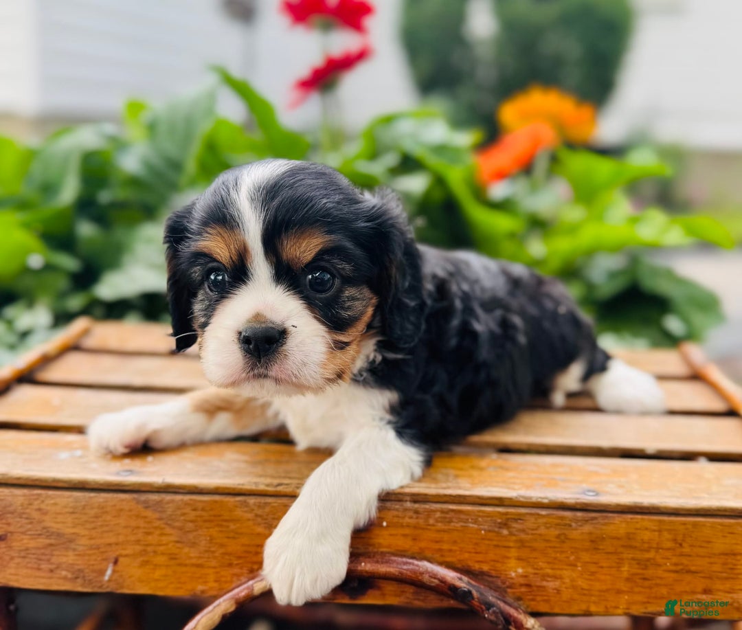 Cavalier King Charles Spaniel dogs for sale: Ray - Image 4