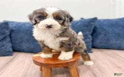 Mini Bernedoodle dogs for sale: Liberty - Image 1