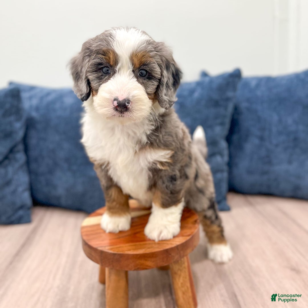 Mini Bernedoodle dogs for sale: Liberty - Image 1