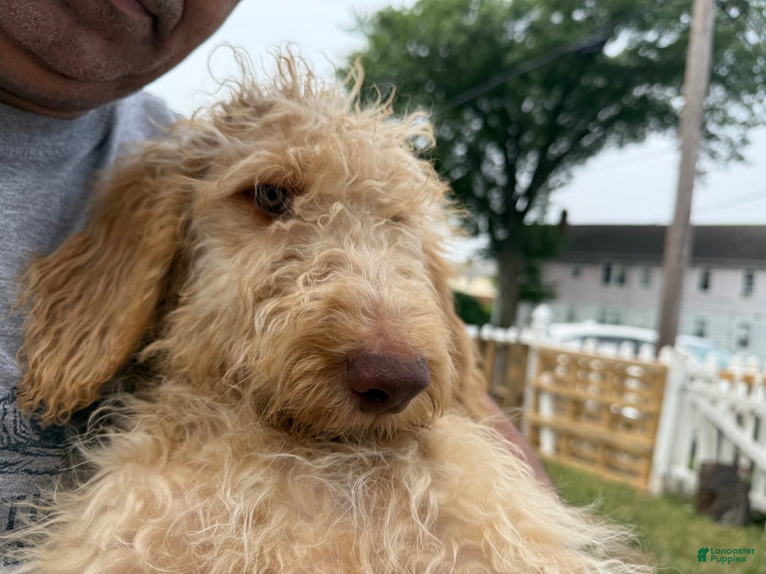 Goldendoodle dogs for sale: Luna - Image 9