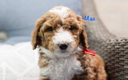 Standard Poodle dogs for sale: Mac - Image 6