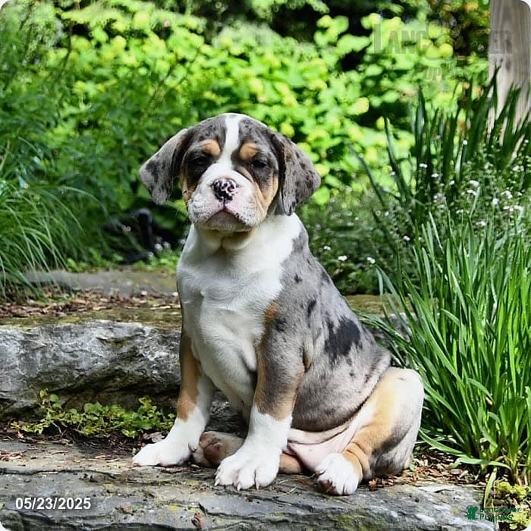 Olde English Bulldogge dogs for sale: Reba - Image 11