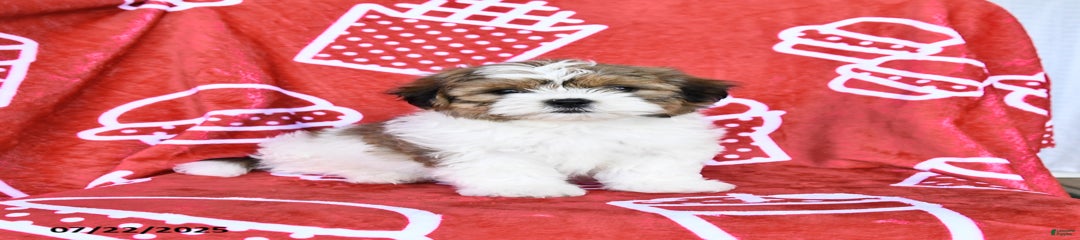 Harvey
