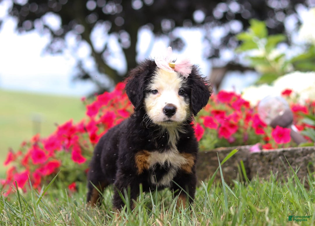 Bernese Mountain Dog dogs for sale: Bailey - Image 7