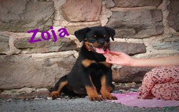 Rottweiler dogs for sale: Zoja - Image 2
