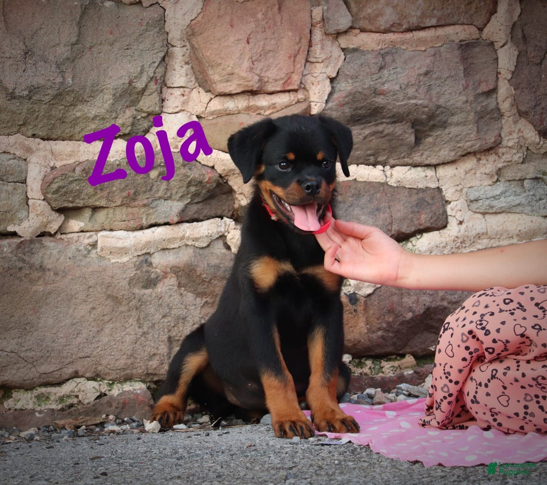 Rottweiler dogs for sale: Zoja - Image 2