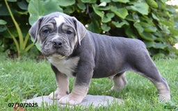 Olde English Bulldogge dogs for sale: Pete - Image 1