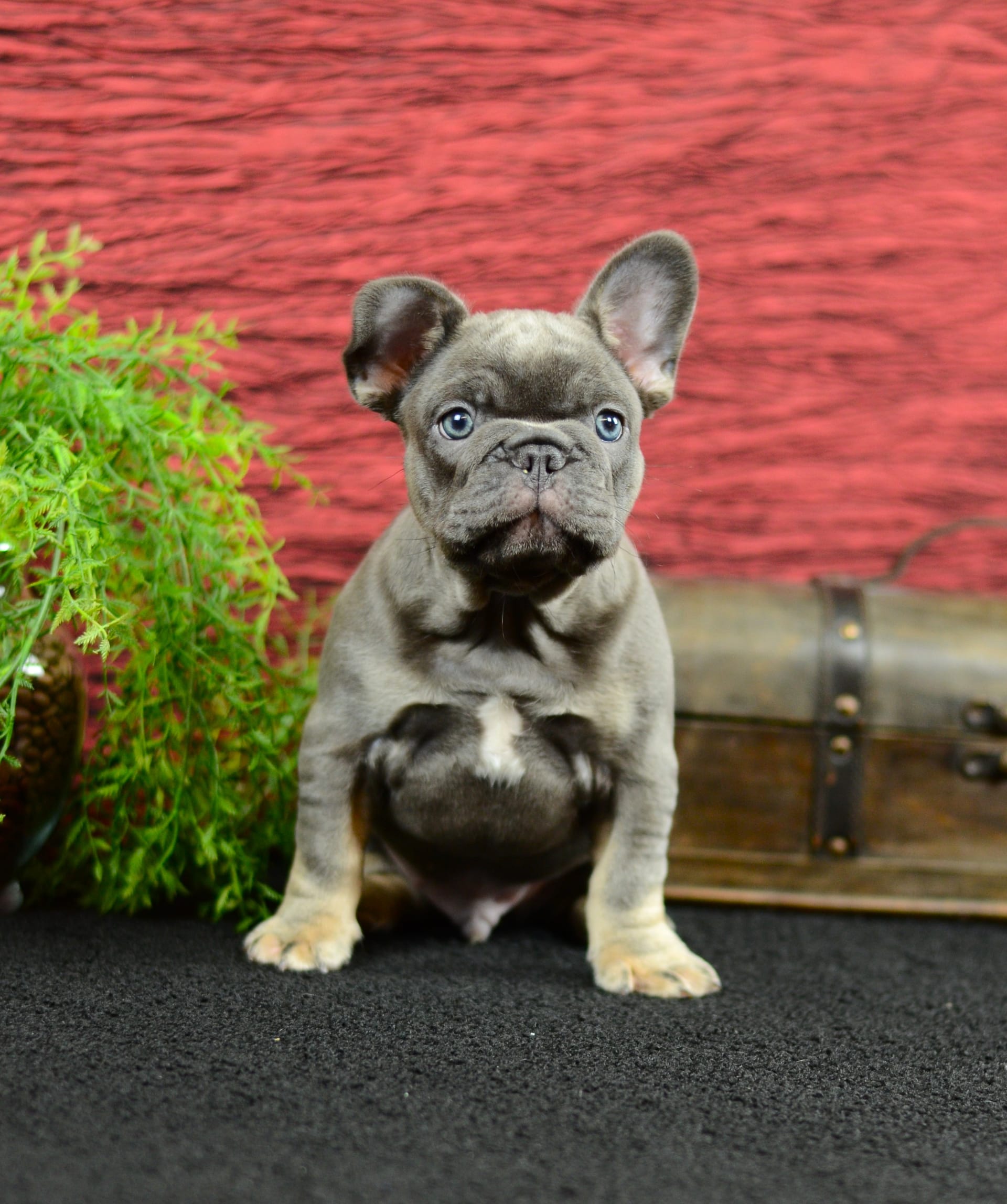 French Bulldog dogs for sale: Benji - Image 4