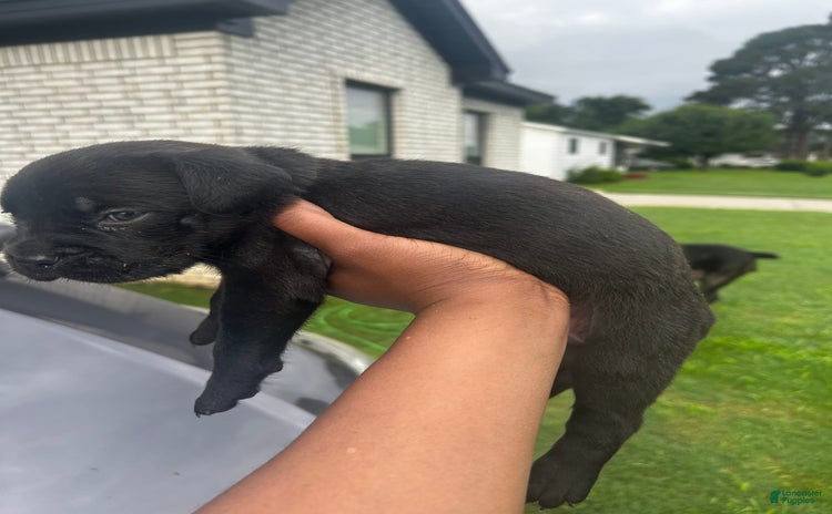 Cane Corso dogs for sale - Ad 3