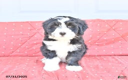 Miniature Bernese Mountain Dog dogs for sale: Mallory - Image 6