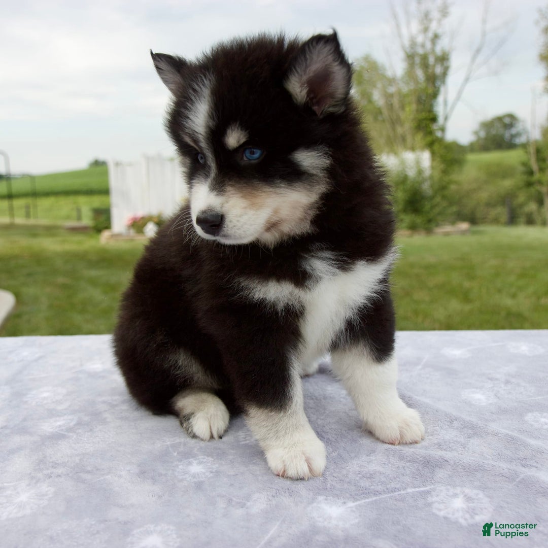 Pomsky dogs for sale: Ben - Image 4