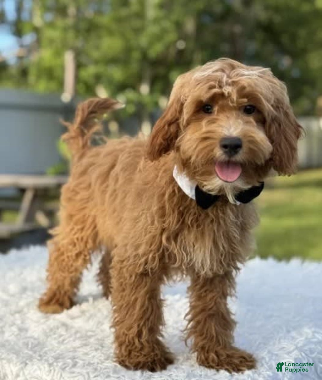 Mini Goldendoodle dogs for sale: Waffles - Image 7