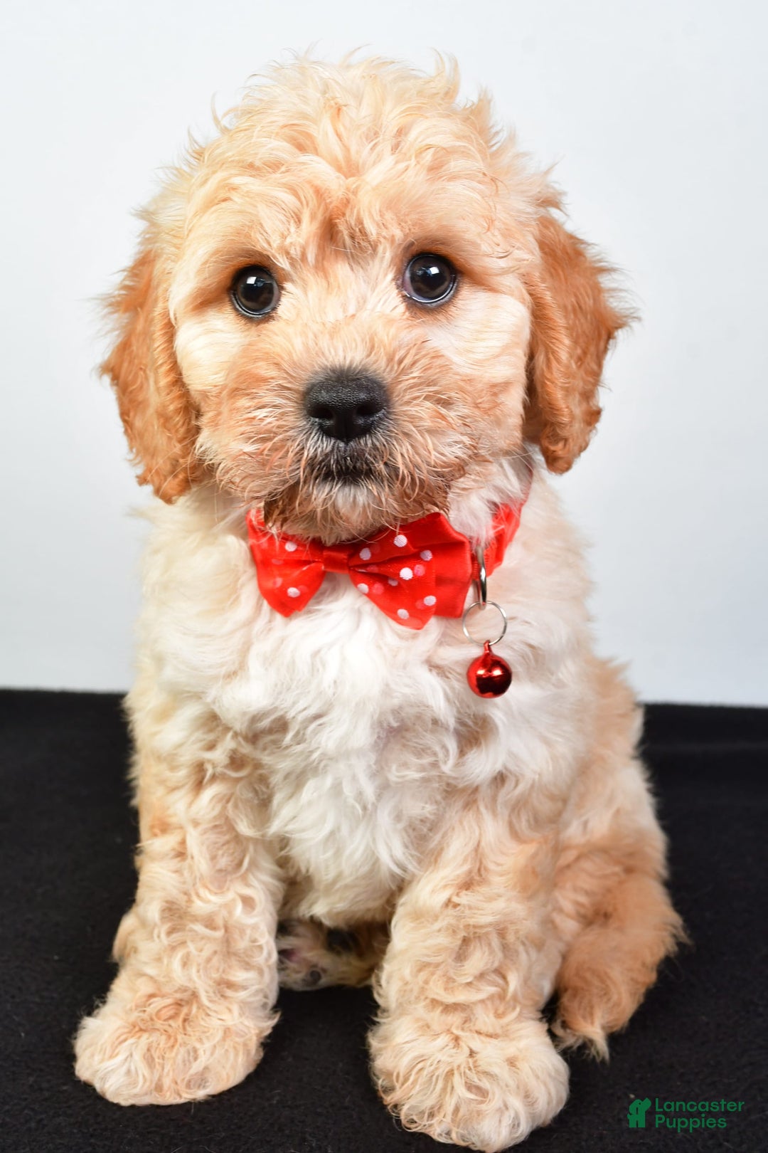 Cavachon dogs for sale: Donald - Image 5