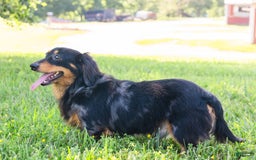 Miniature Dachshund dogs for sale: Shorty - Image 8