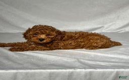 Miniature Poodle dogs for sale: Hudson - Image 2