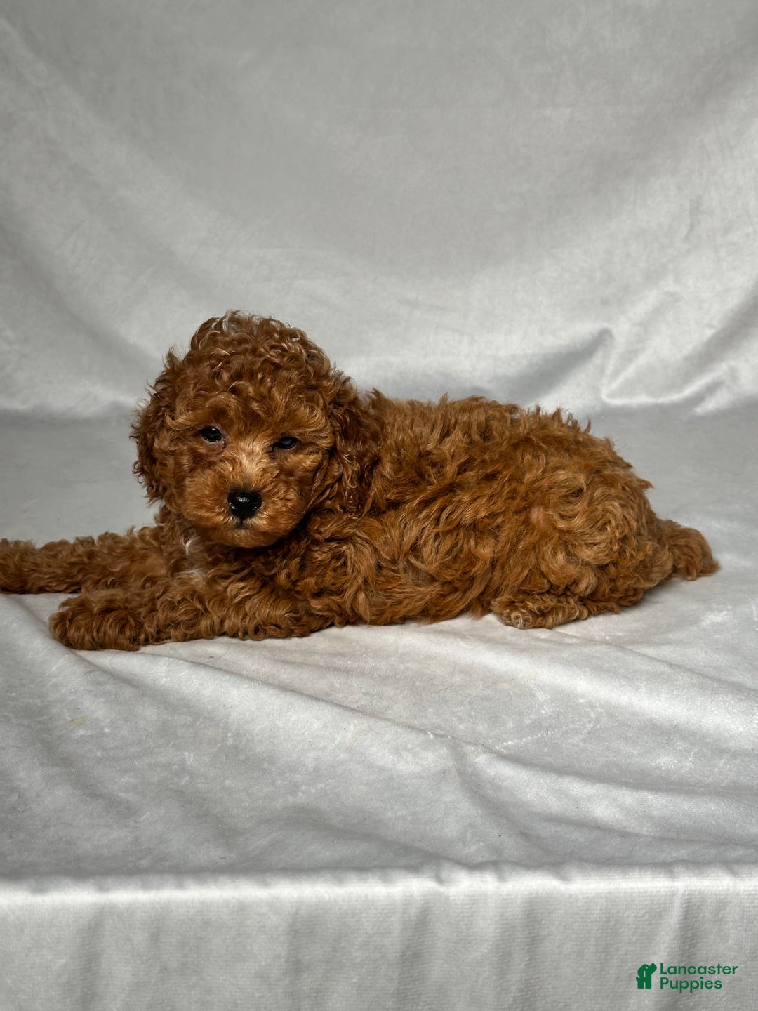 Miniature Poodle dogs for sale: Hudson - Image 2