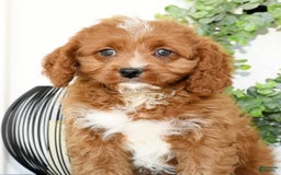 Cavapoo dogs for sale: Ernesto - Image 1