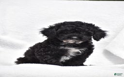 Toy Poodle dogs for sale: Bandit - Image 4