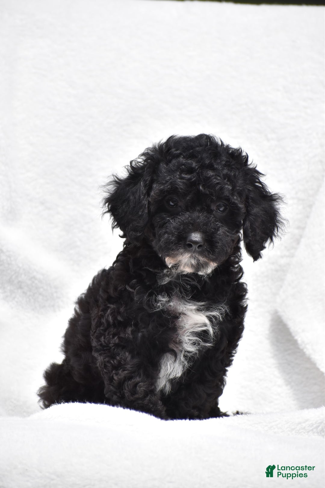 Toy Poodle dogs for sale: Bandit - Image 4