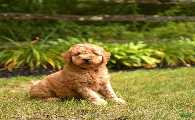 Mini Goldendoodle dogs for sale - Ad 3