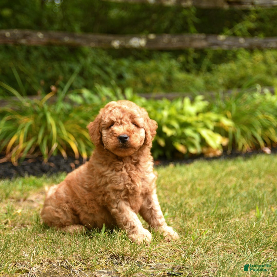 Mini Goldendoodle dogs for sale: Rover - Image 1