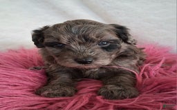 Mini Aussiedoodle dogs for sale: Lavender - Image 6