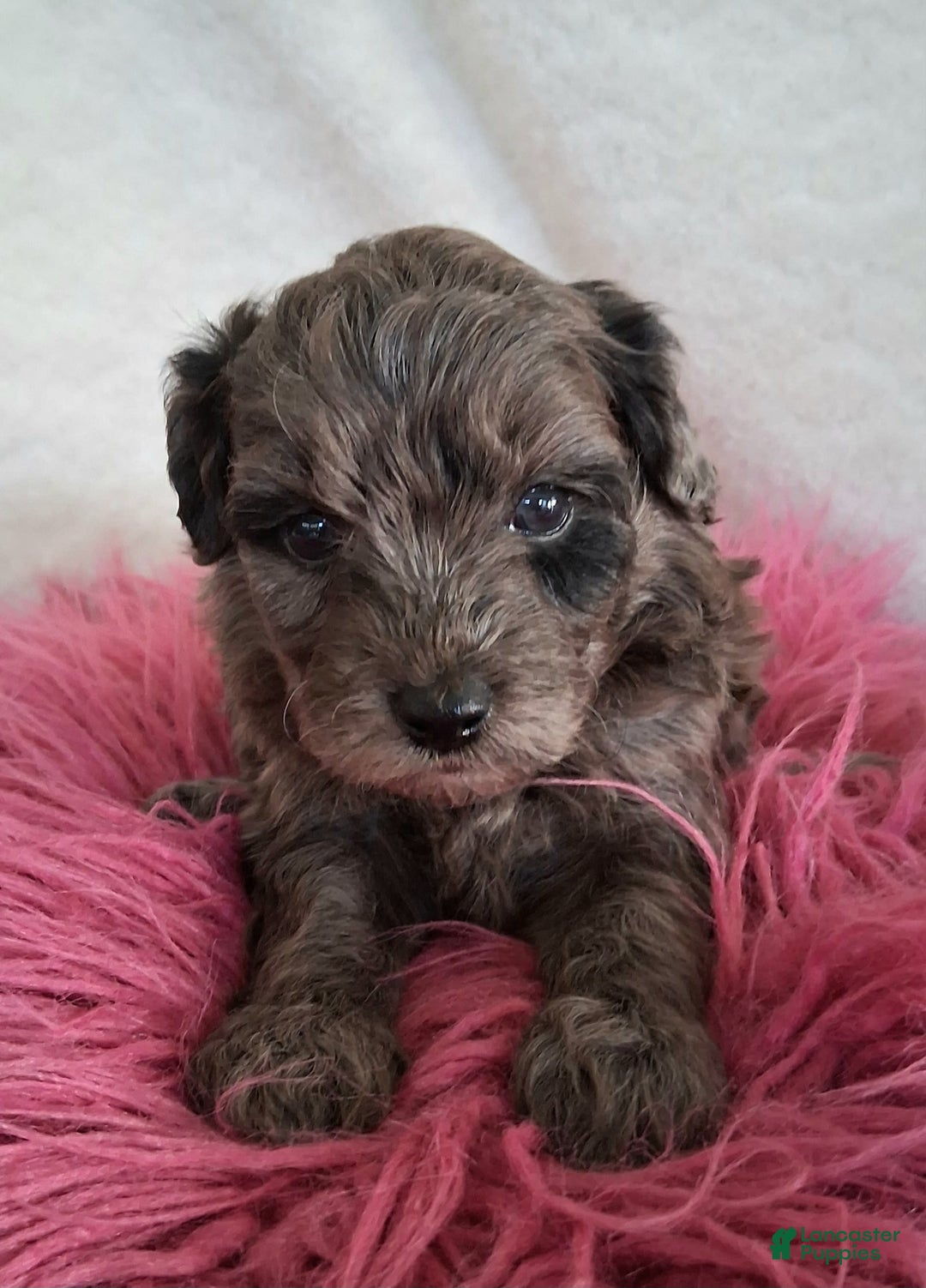 Mini Aussiedoodle dogs for sale: Lavender - Image 6