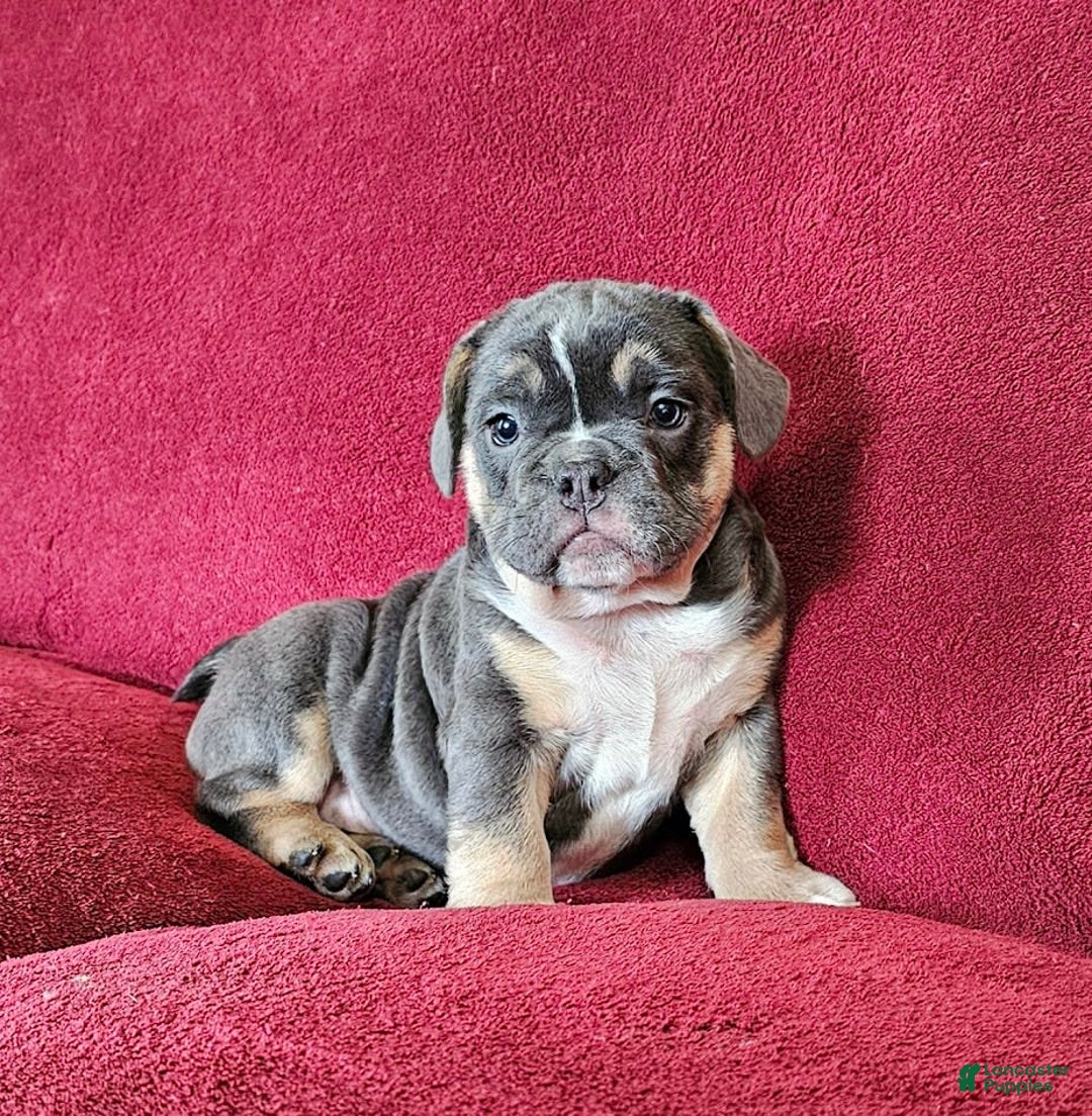 English Bulldog dogs for sale: English Bulldog 3 puppies - Image 10