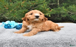 Mini Goldendoodle dogs for sale: Dancer - Image 17