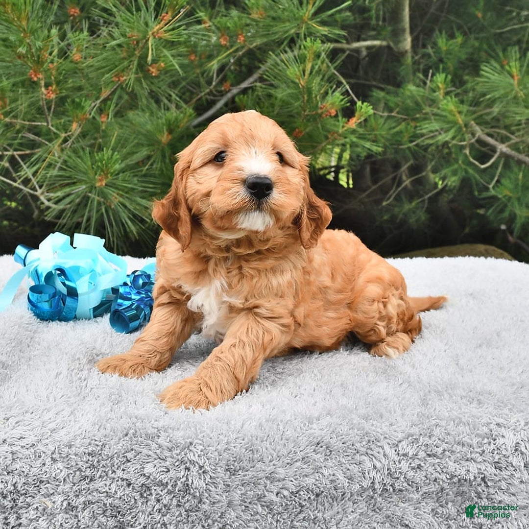 Mini Goldendoodle dogs for sale: Dancer - Image 17