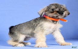 Miniature Schnauzer dogs for sale: Betty - Image 4