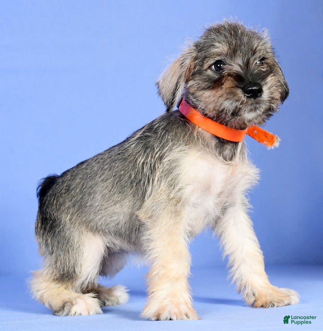 Miniature Schnauzer dogs for sale: Betty - Image 4
