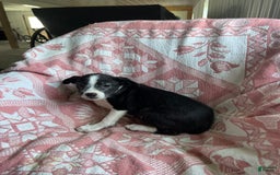 Boston Terrier dogs for sale: Marie - Image 6