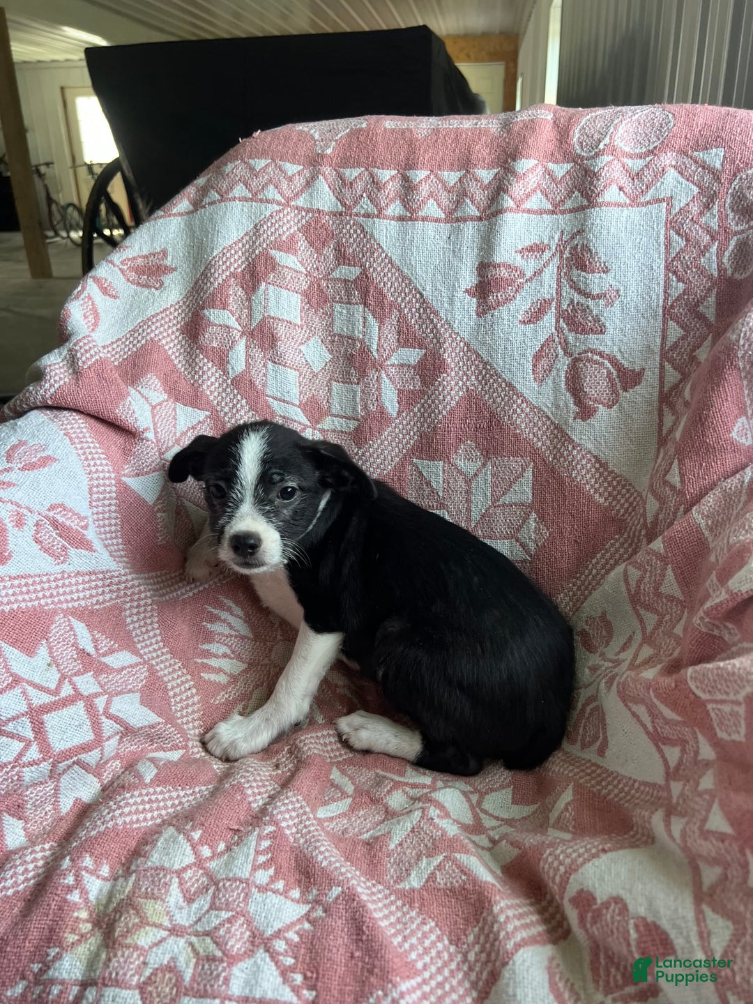 Boston Terrier dogs for sale: Marie - Image 6