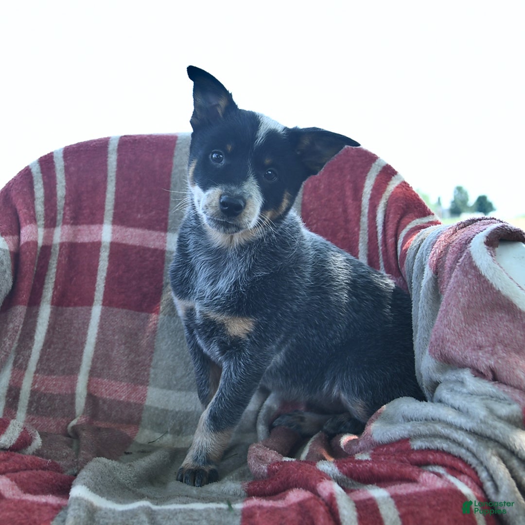 Australian Cattle Dog dogs for sale: Pearl - Image 1