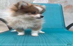Pomeranian dogs for sale: Pollie - Image 3